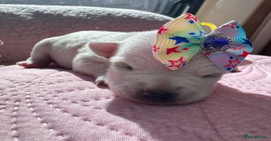 Chihuahua dogs - Advert 12