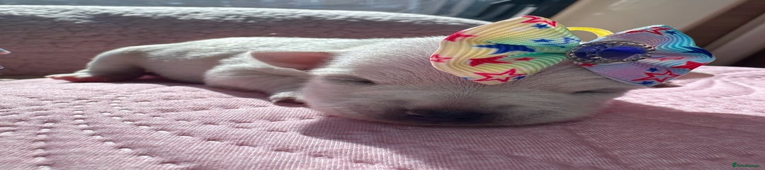 Chihuahua Puppy 3