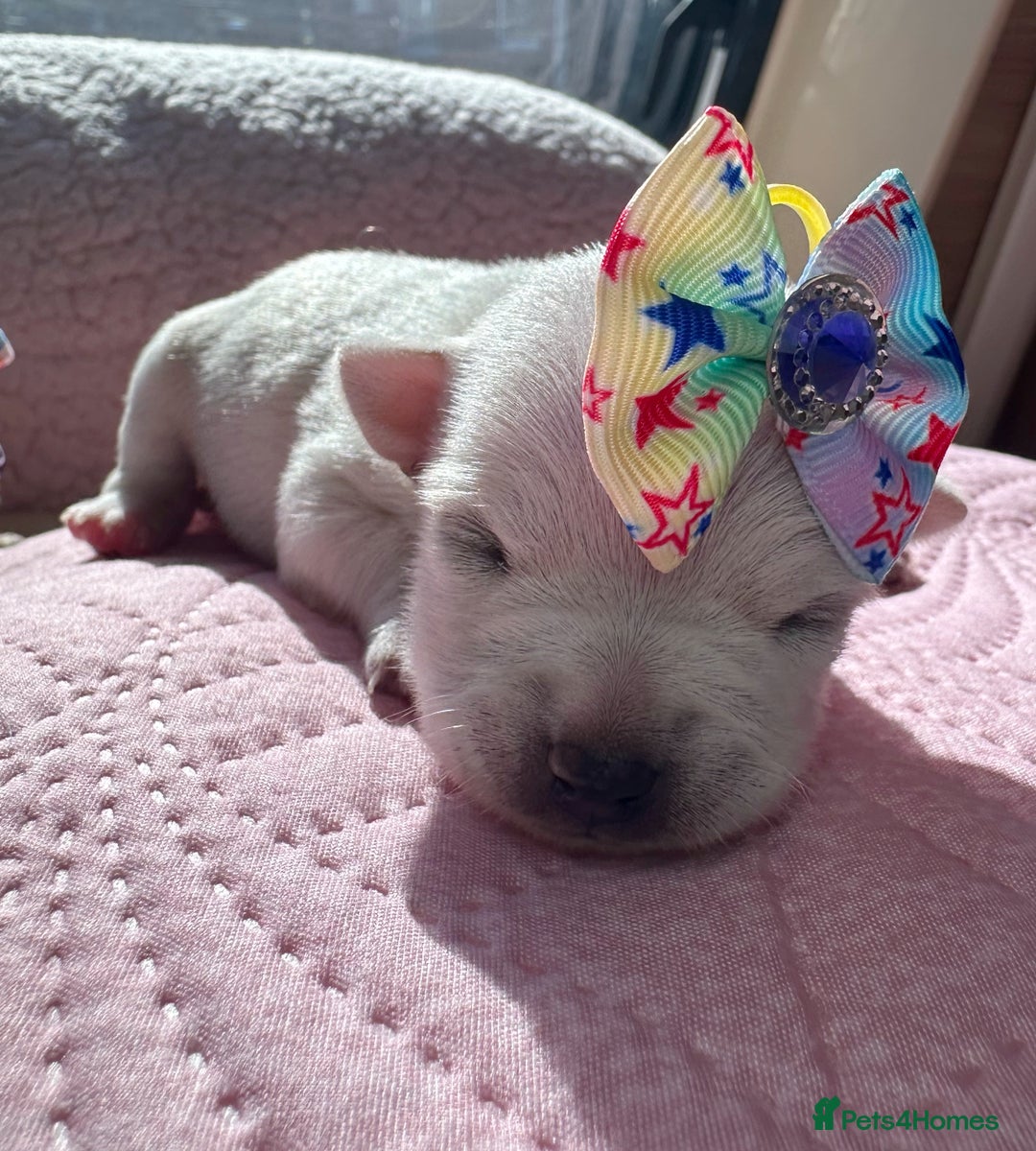 Chihuahua dogs for sale: Chihuahua pups  - Image 3