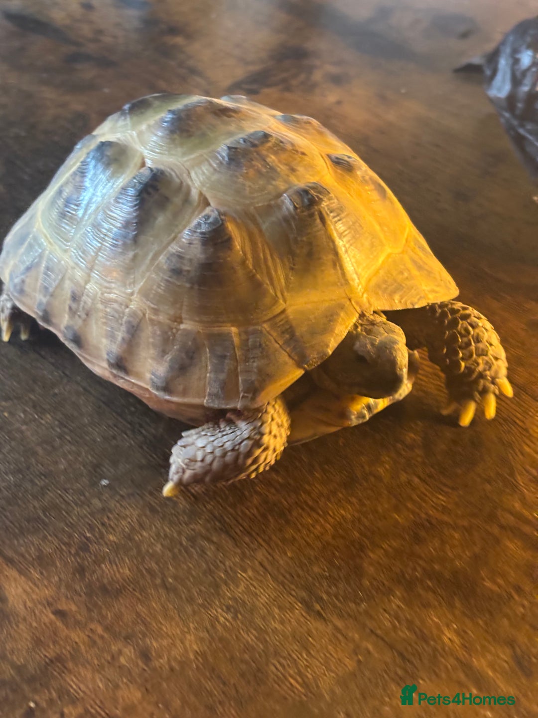 Tortoise reptiles for sale: Russian/Horsefeild Tortoise - Advert 2