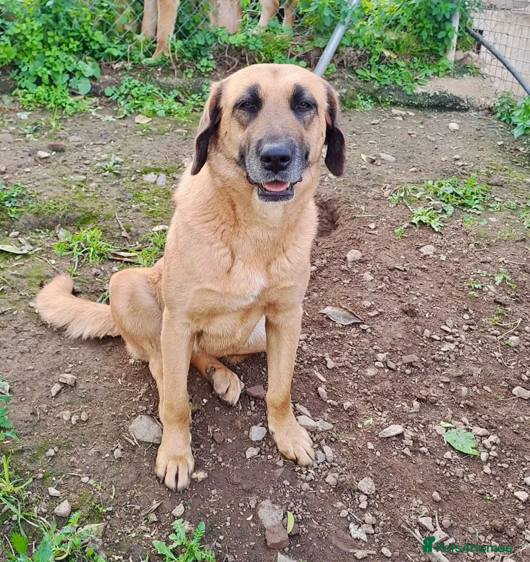 Mixed Breed dogs for adoption:  Meet Julio 😍 - Advert 4