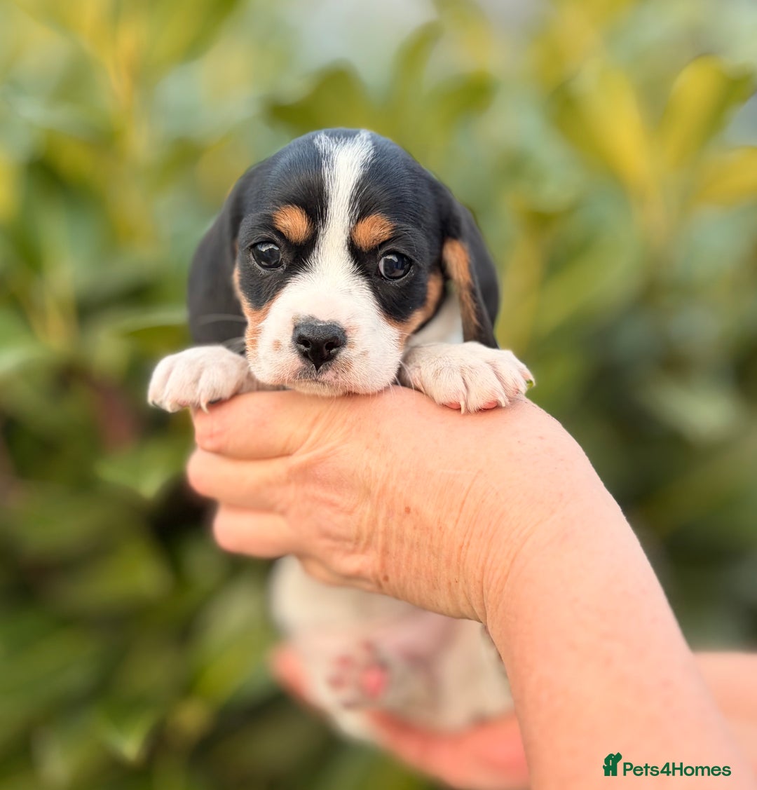 Cavapoo dogs for sale: cavapoo puppy's  - Advert 7