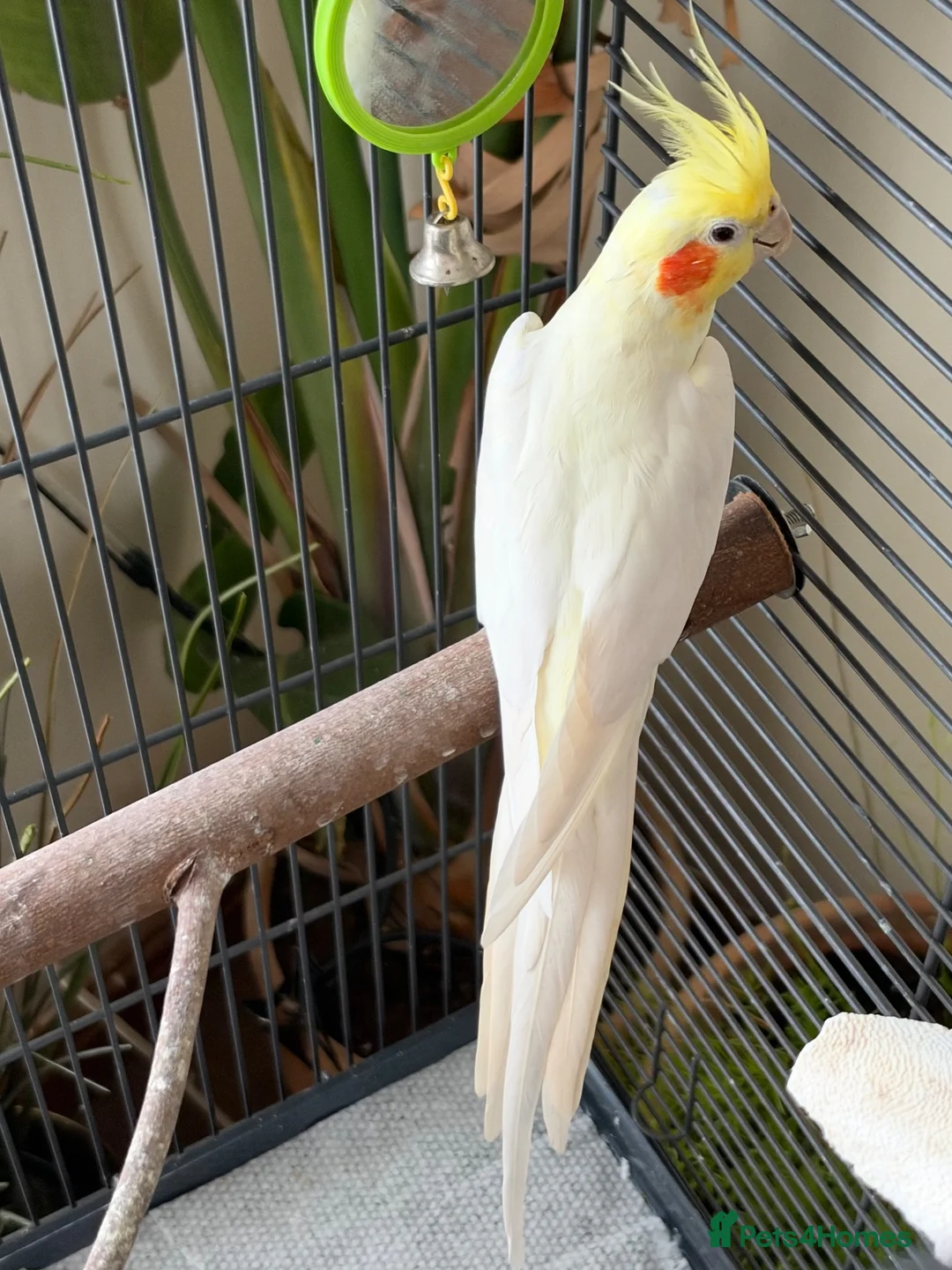 Cockatiels birds for sale: Charlie  in Usk - Advert 2