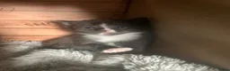 Mixed Breed cats for sale: Mixed cute Persian kittens - Advert 7