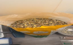 Guinea Pig rodents for sale: 3 Male Guinea Pigs - Image 7