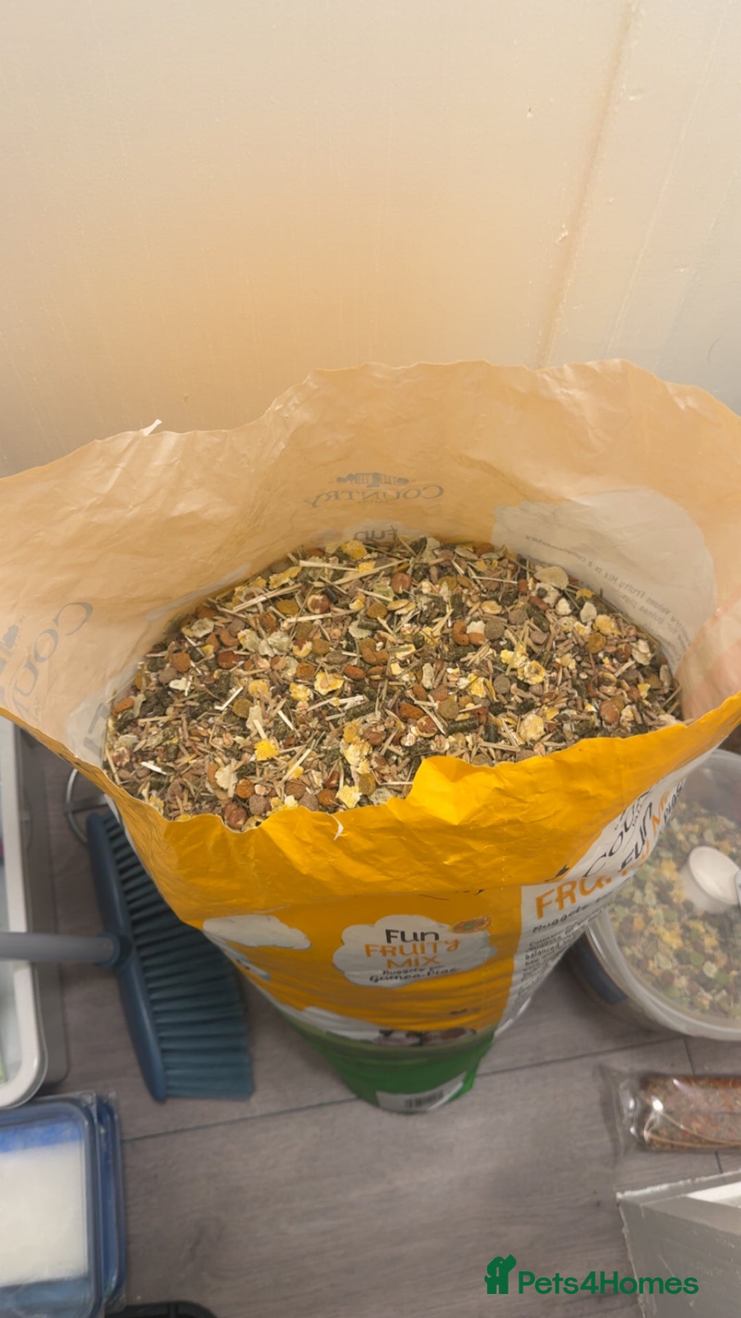 Guinea Pig rodents for sale: 3 Male Guinea Pigs - Image 7