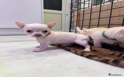 Chihuahua dogs for sale: 🐶 tiny chihuahua pups - Image 12