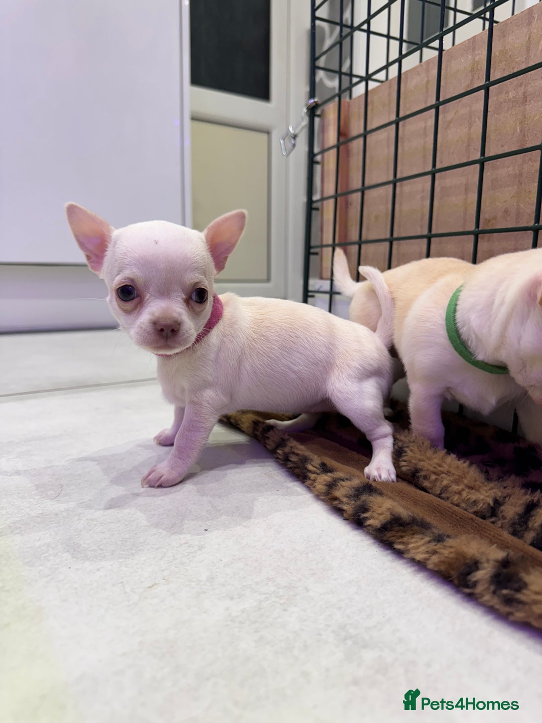 Chihuahua dogs for sale: 🐶 tiny chihuahua pups - Image 12