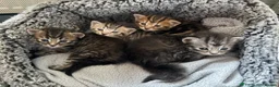 Mixed Breed cats for sale: READY🎉 Soft Fluffy Tabby MaineCoon mixed🐱💕  - Advert 5
