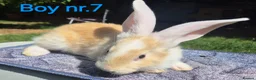 Continental Giant rabbits for sale: Pure Continental Giant Vaccinated  - Advert 15
