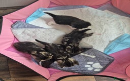 British Longhair cats for sale: 4 beautiful kittens for sale. £180 ea - Image 2