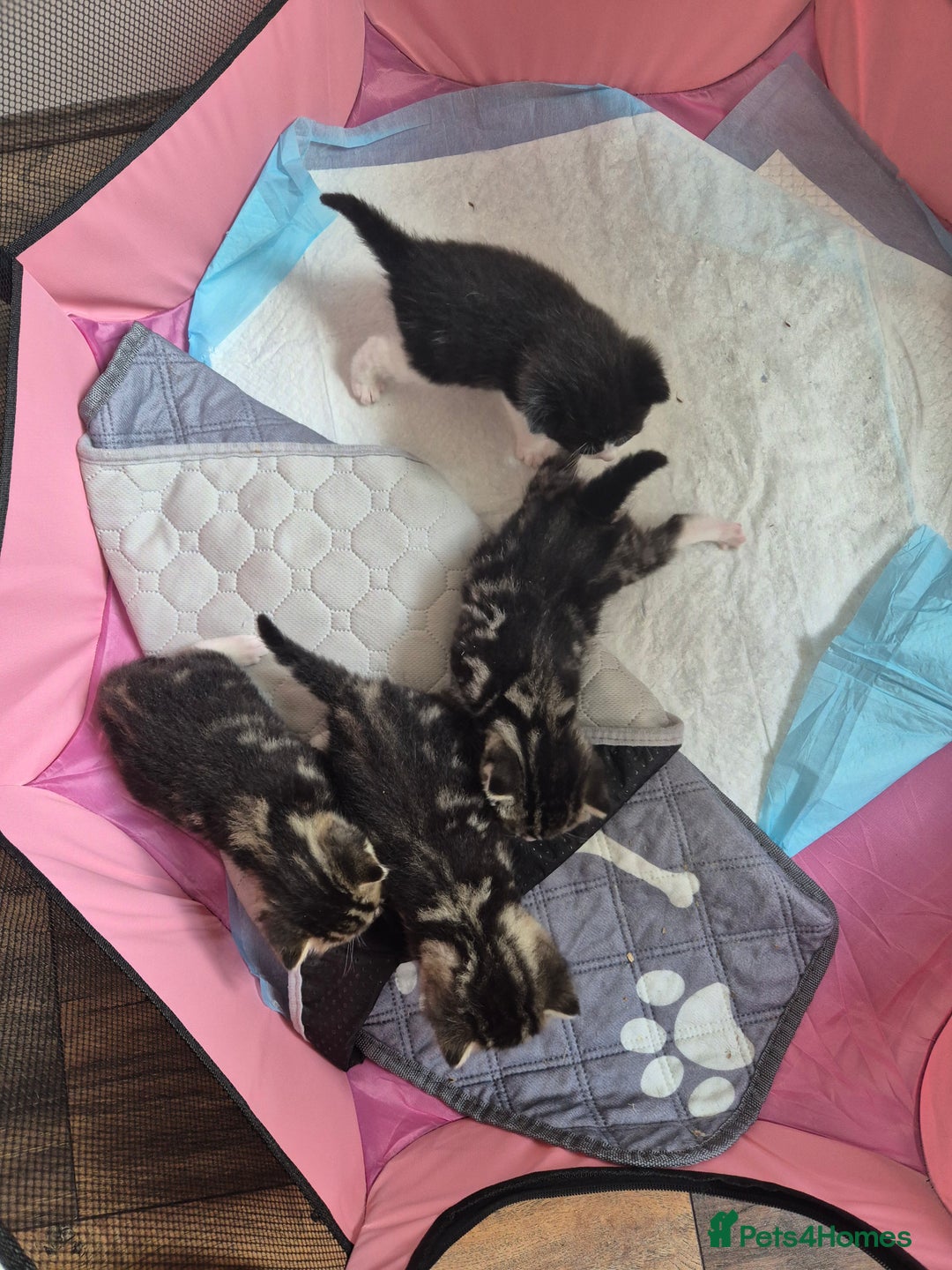 British Longhair cats for sale: 4 beautiful kittens for sale. £180 ea - Image 2