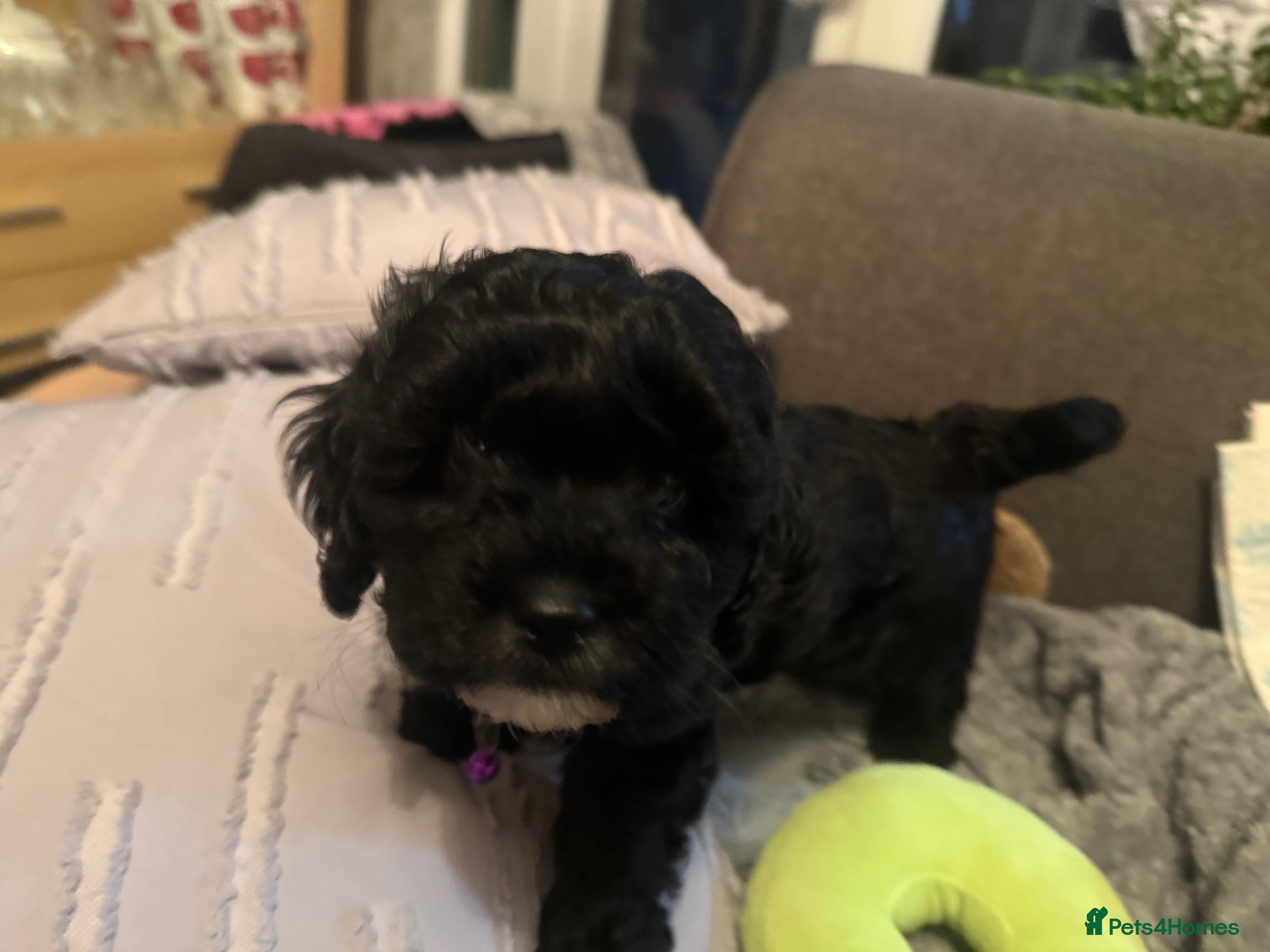 Mixed Breed dogs Shihpoo puppies  - Advert 11