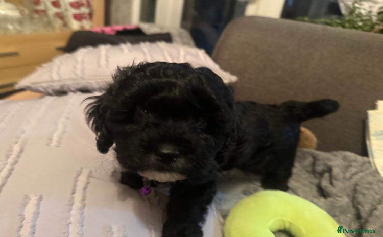 Mixed Breed dogs Shihpoo puppies  - Advert 14