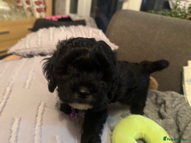 Mixed Breed dogs Shihpoo puppies - Advert 14