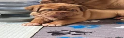 Dogue De Bordeaux dogs for sale: Exceptional KC Dogue de Bordeaux Puppies - Advert 24