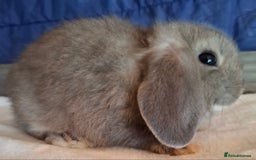 Mini Lop rabbits for sale: Mini lops - Image 5