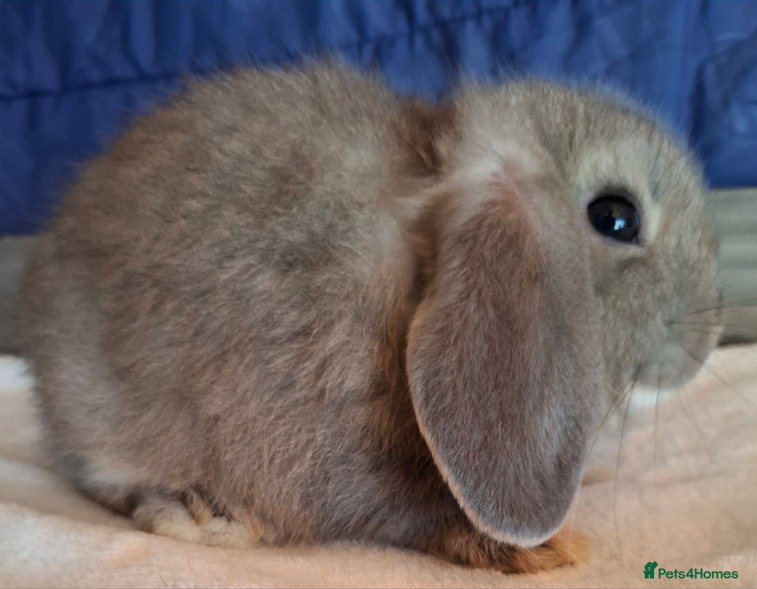 Mini Lop rabbits for sale: Mini lops - Image 5