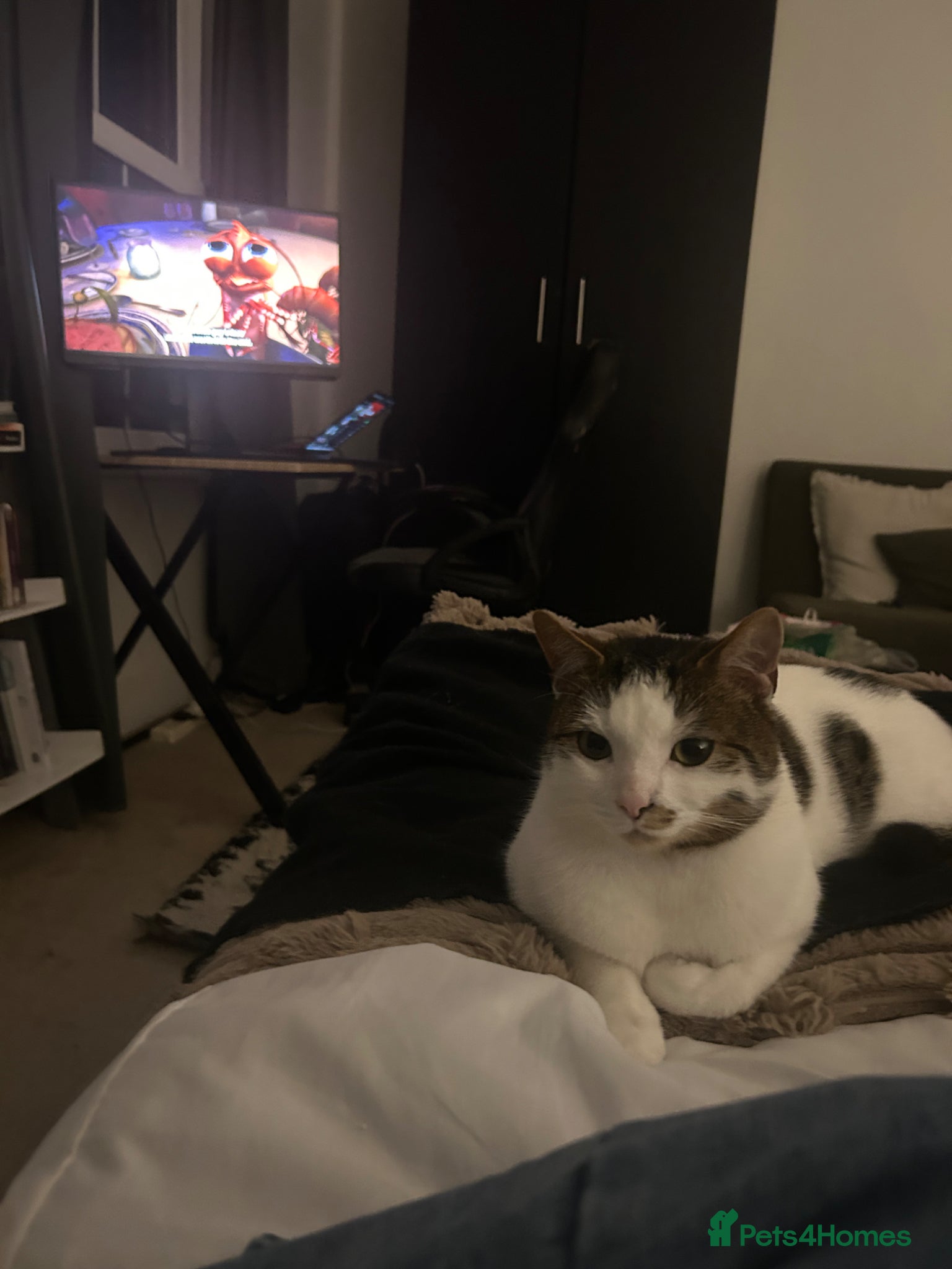Domestic Shorthair cats for sale: White & tabby 1 year old male  - Advert 2