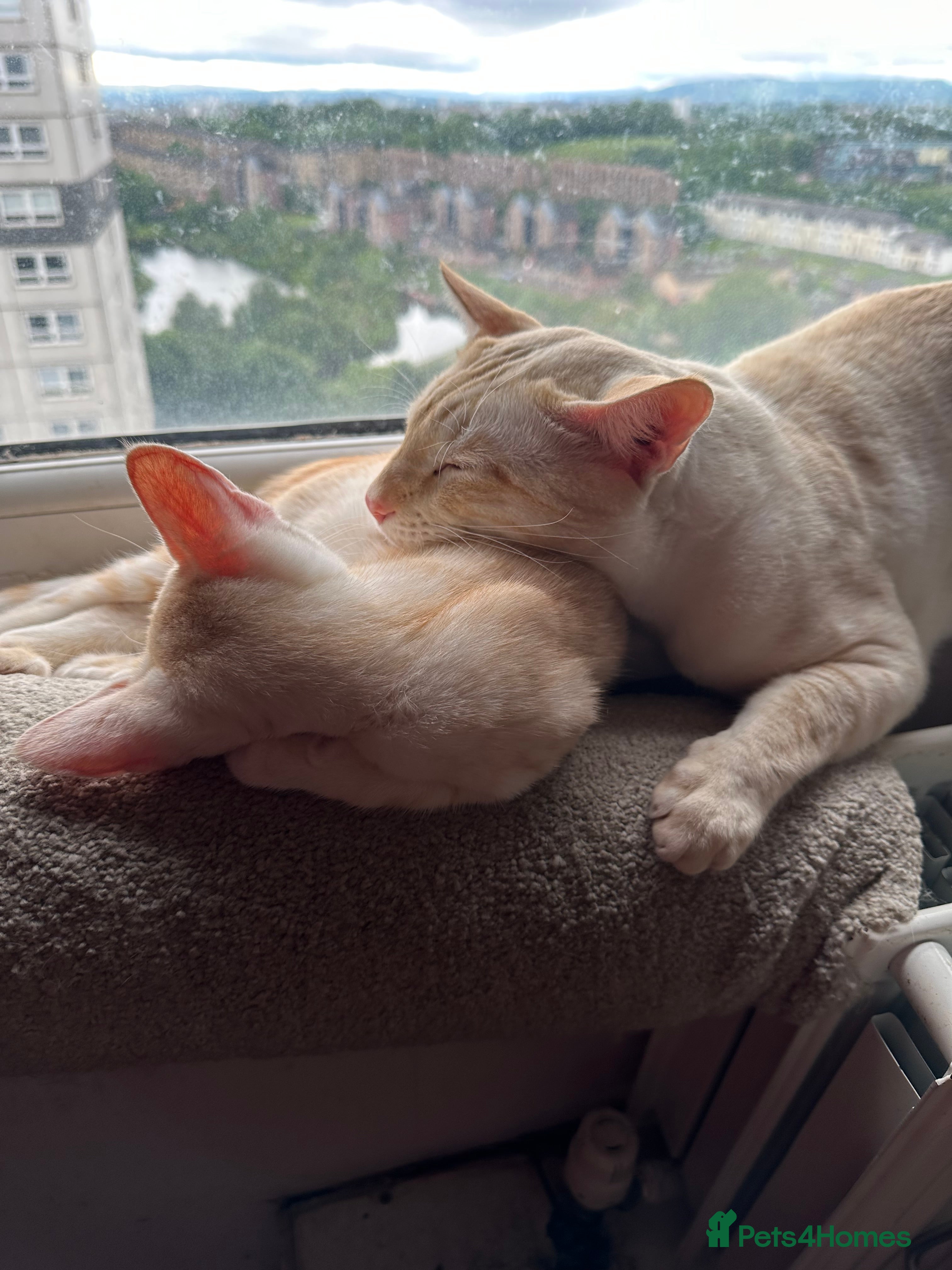 Mixed Breed cats for sale: Amazing Crossed Bengals Available  - Advert 5