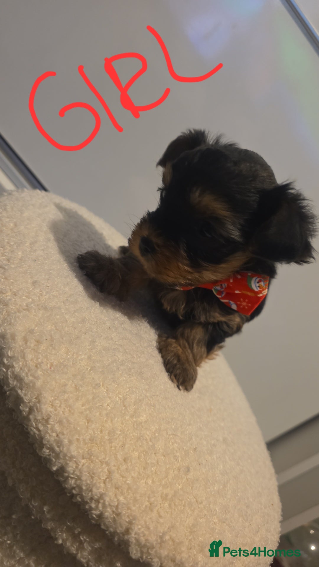 Yorkshire Terrier dogs for sale: Adorable mini yorkies🥰 - Advert 5