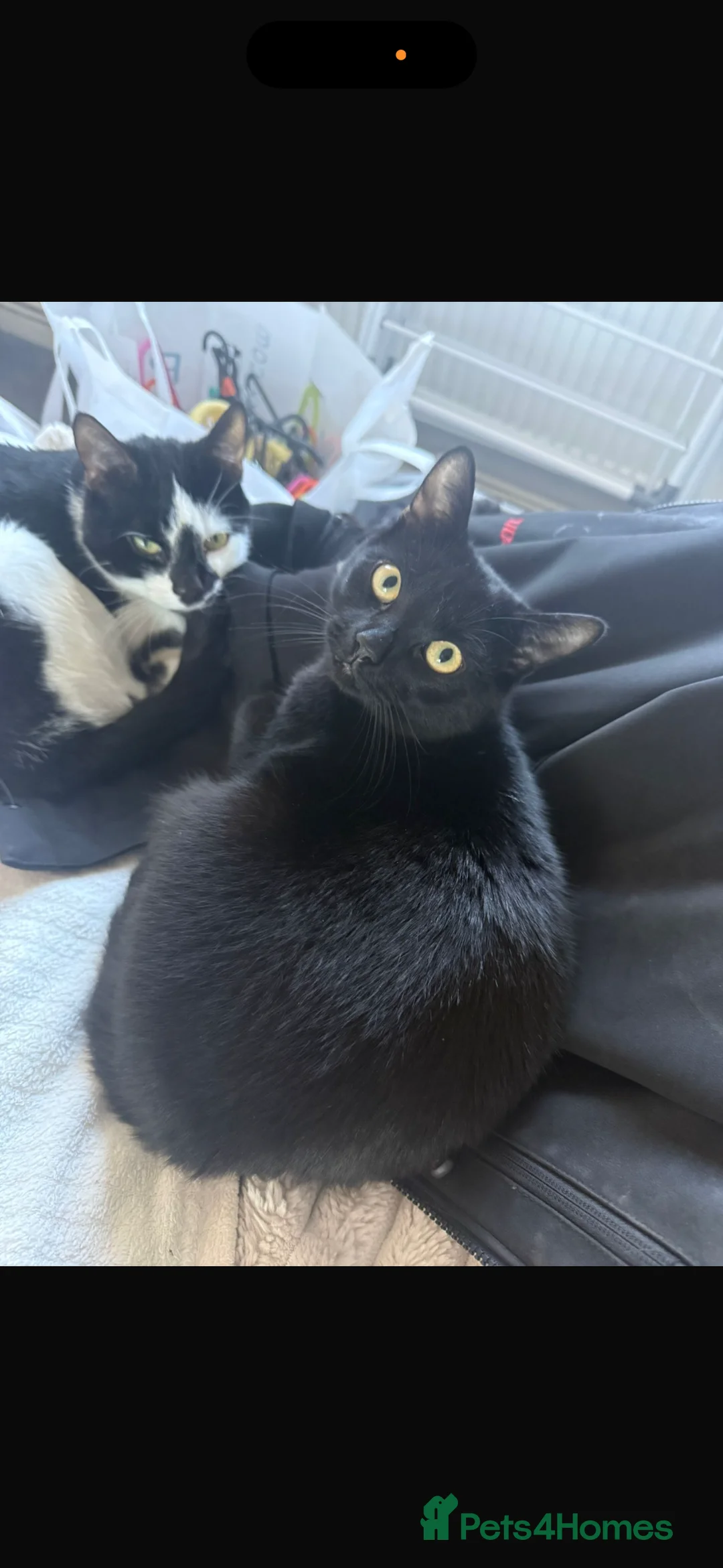 Mixed Breed cats for sale: Good home needed for these beautiful babys  - Advert 2