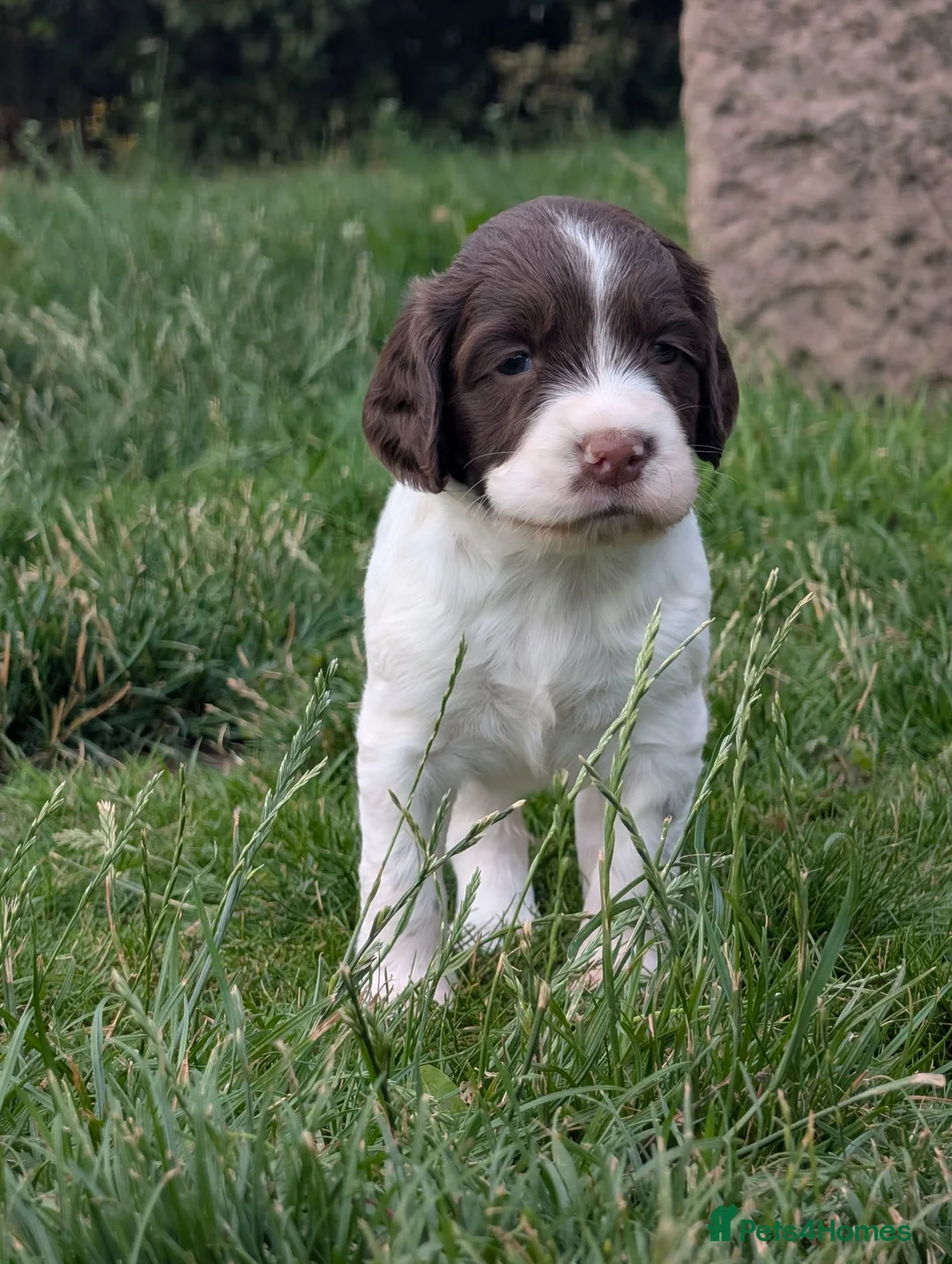 English Springer Spaniel dogs for sale: KC English Springer Spaniel Puppies - Advert 4