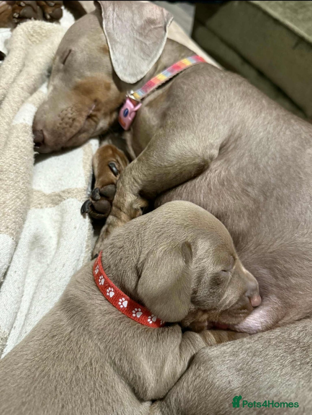 Miniature Dachshund dogs for sale: KC Reg Isabella & Tan Miniature Dachshund Puppies - Advert 8