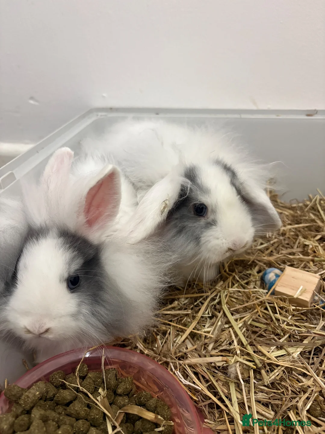 Mixed Breed rabbits for sale: 2 baby bunnies - Advert 1