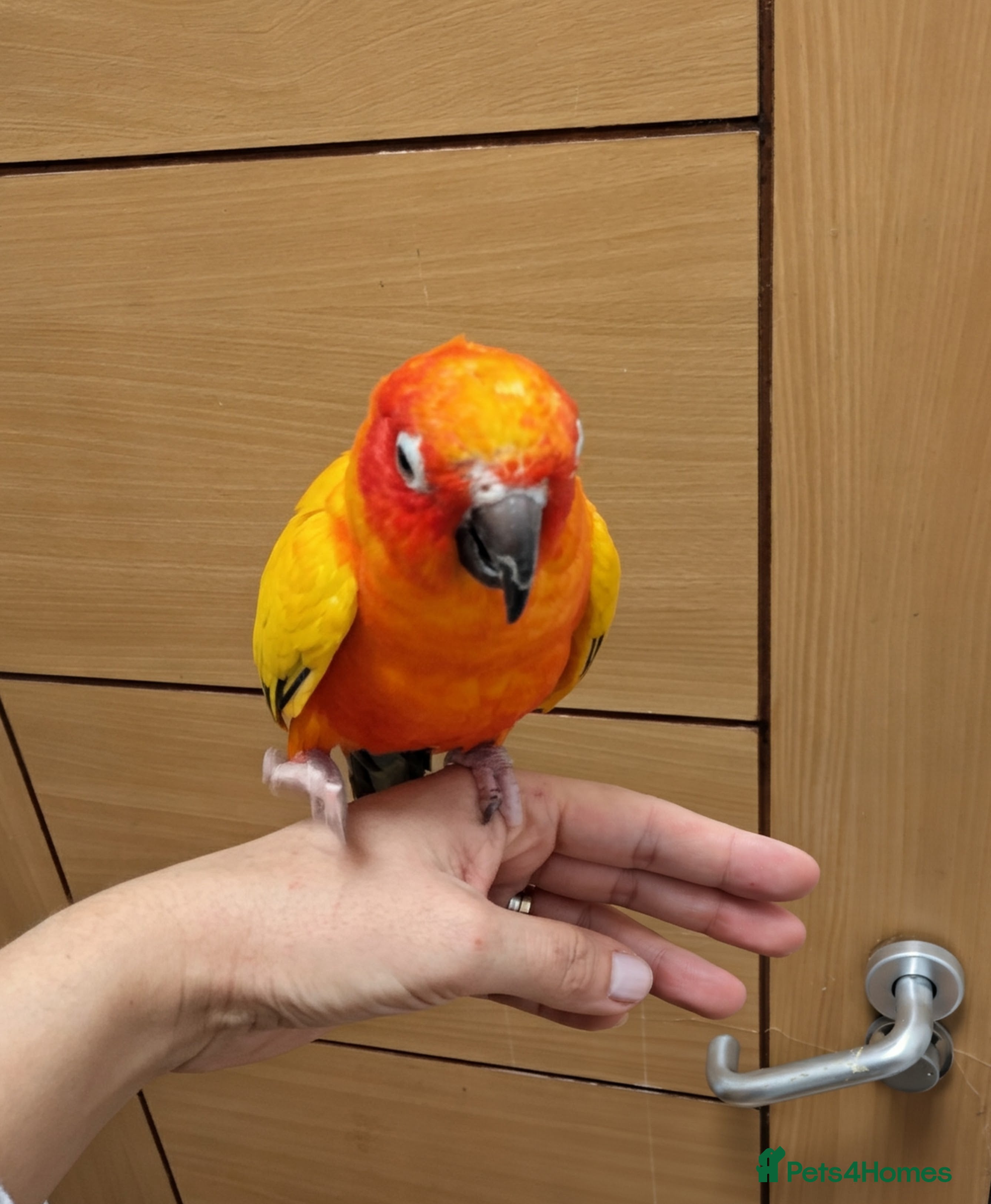 Conures birds Sun Conures super friendly  - Advert 5