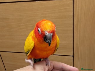 Conures birds Sun Conures super friendly - Advert 5