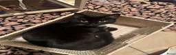 Domestic Shorthair cats for sale: Lovely friendly tuxedo female cat  - Advert 3