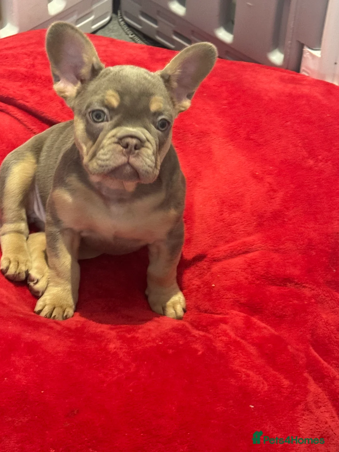 French Bulldog dogs for sale: Outstanding Frenchie pups KC registered  - Advert 15
