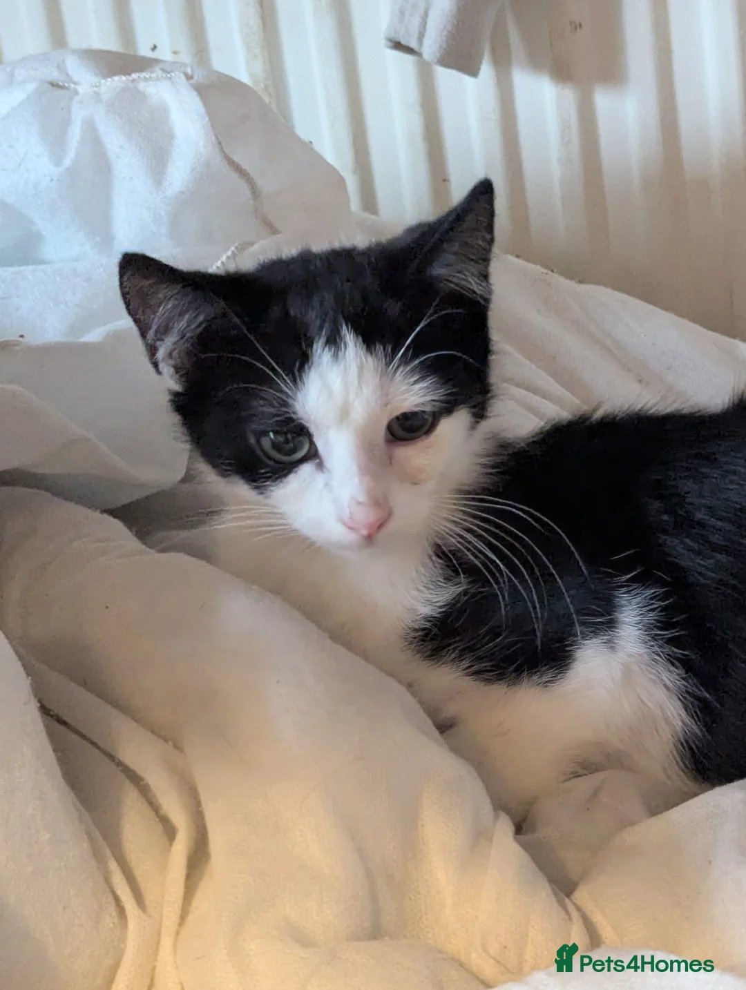 Mixed Breed cats for sale: Beautiful male and female - Advert 2