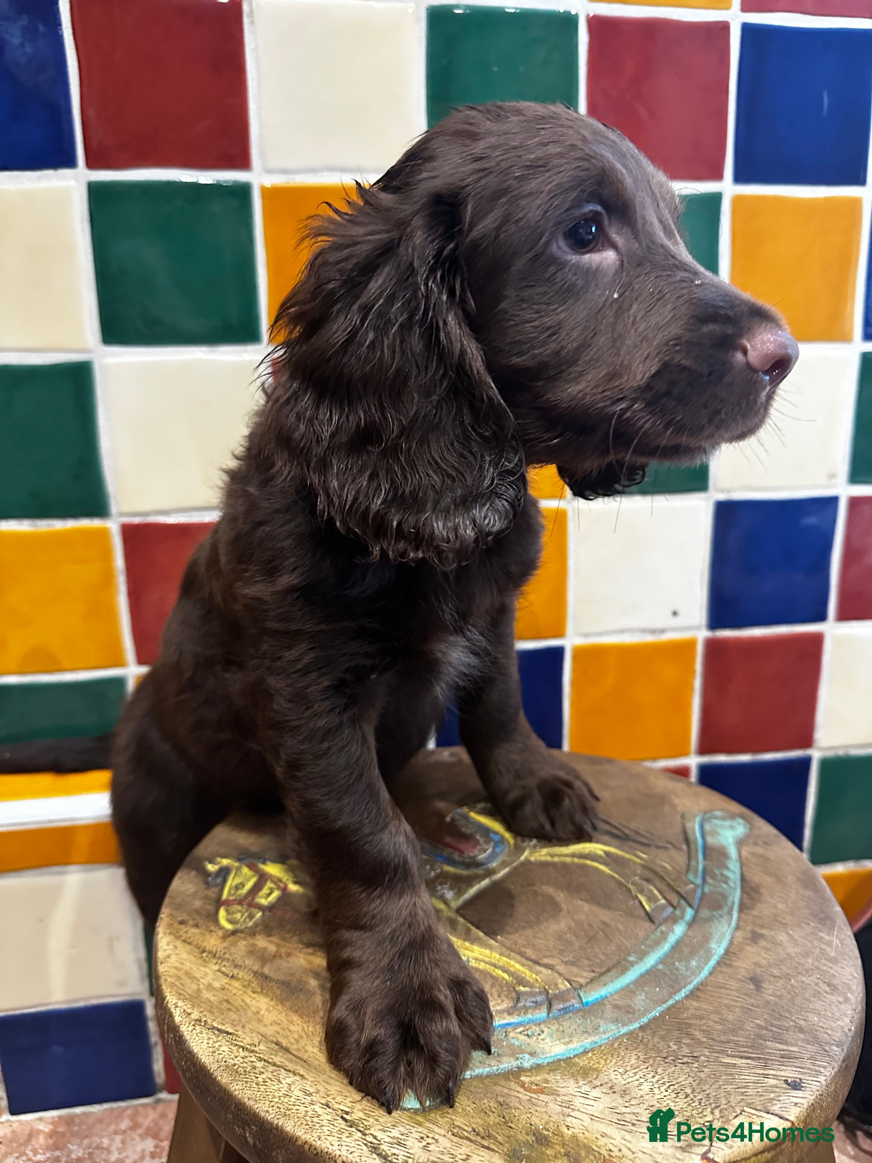 Cocker Spaniel dogs Working cocker spaniel puppies  - Advert 2