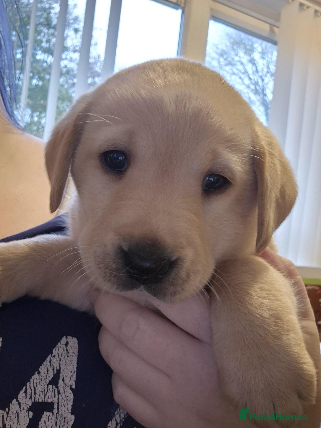 Labrador Retriever dogs for sale: 2 Beautiful KC Labrador girls - Image 3