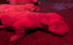 Labrador Retriever dogs for sale: Fab KC Fox Red Pups - 4* Higher Standard Breeder - Advert 2