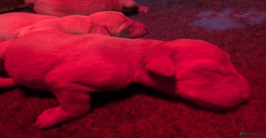 Labrador Retriever dogs Fab KC Fox Red Pups - 4* Higher Standard Breeder - Advert 1