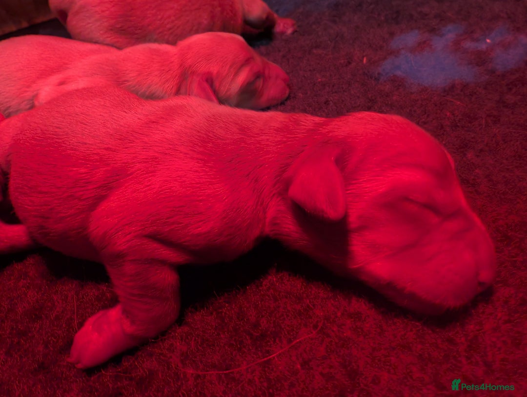 Labrador Retriever dogs for sale: Fab KC Fox Red Pups - 4* Higher Standard Breeder - Advert 2