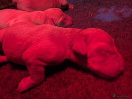 Labrador Retriever dogs Fab KC Fox Red Pups - 4* Higher Standard Breeder - Advert 1