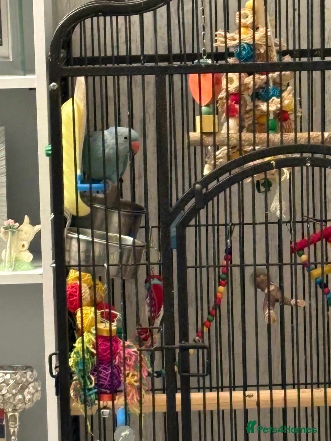 Parakeets birds for sale: Beautiful Blue Ring Neck Parakeet  - Advert 7