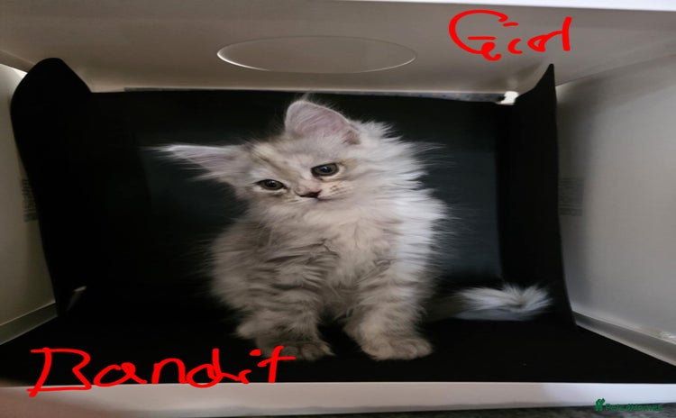 Ragcoon cats - Advert 1