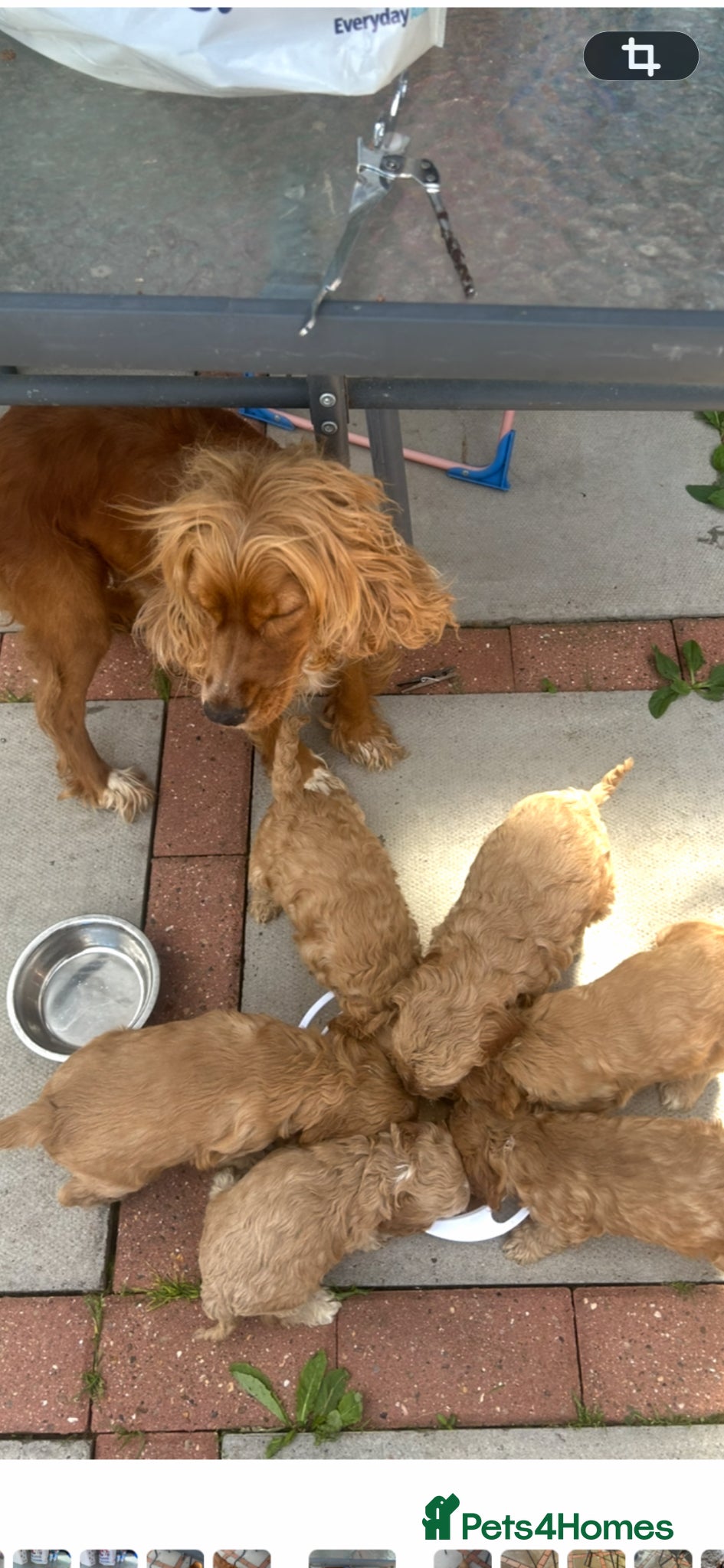 Cockapoo dogs cockerpoo puppies  - Advert 15