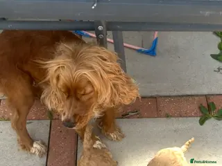 Cockapoo dogs cockerpoo puppies - Advert 1