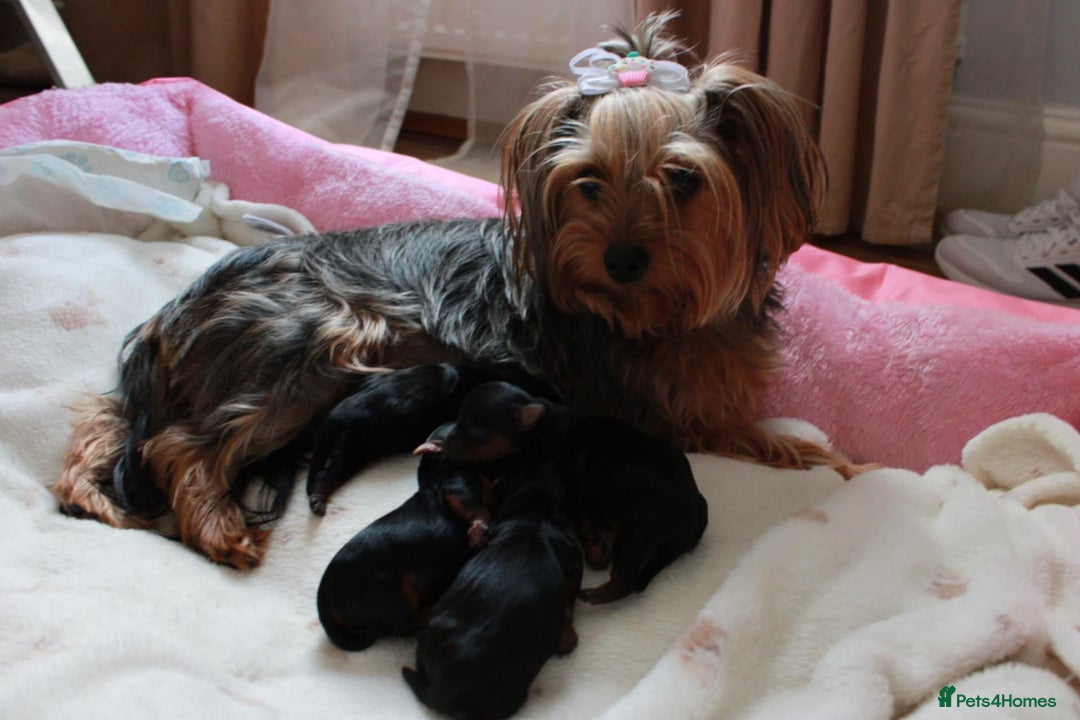 Yorkshire Terrier dogs for sale: 2 Boys and 2 Grils - Image 13