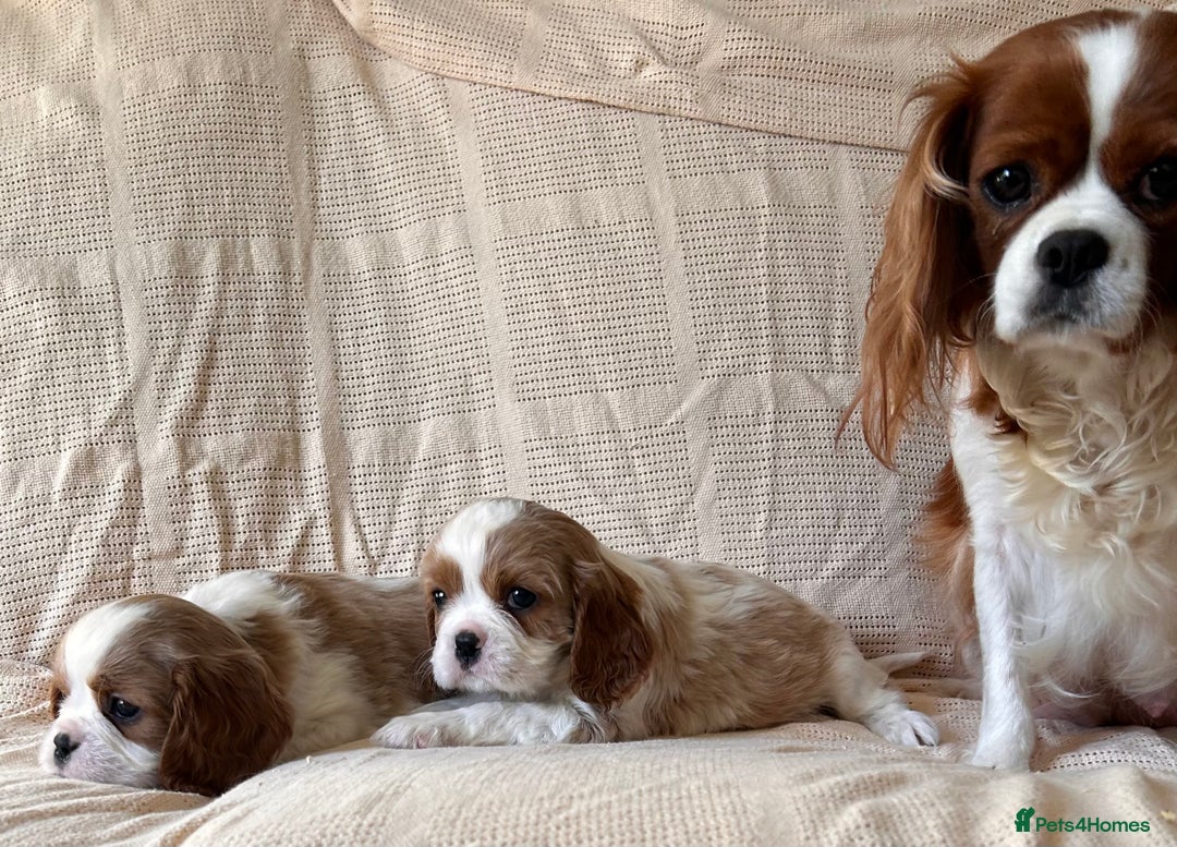 Cavalier King Charles Spaniel dogs for sale: Gorgeous Cavalier King Charles Puppies  - Image 19