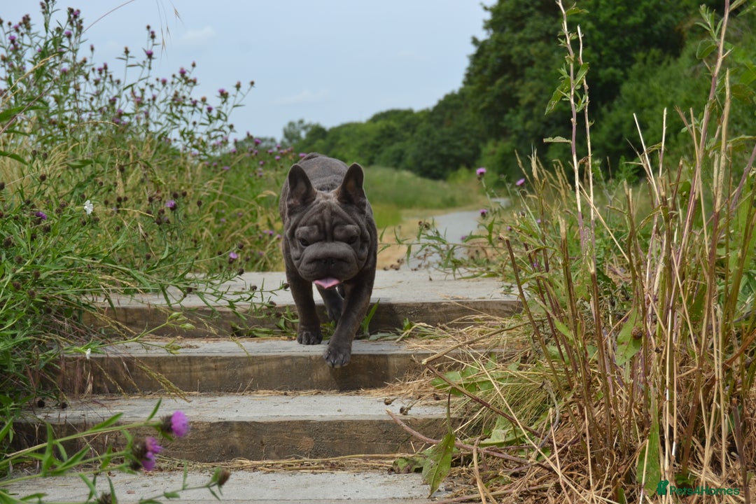 French Bulldog dogs for stud:  Elite Micro  Blue Frenchie Stud - Image 14