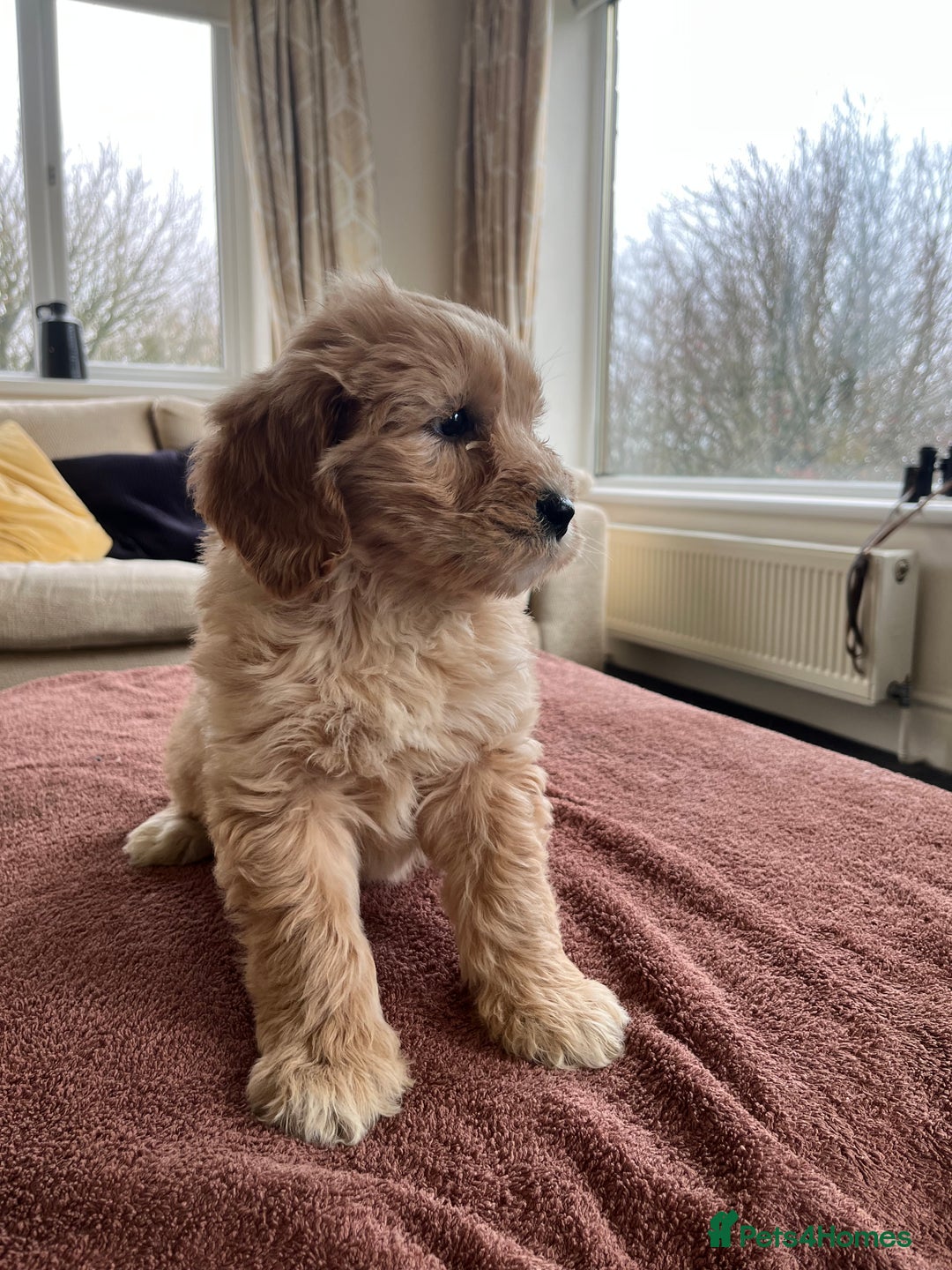 Labradoodle dogs for sale: Beautiful healthy Labradoodle Puppied - Advert 25