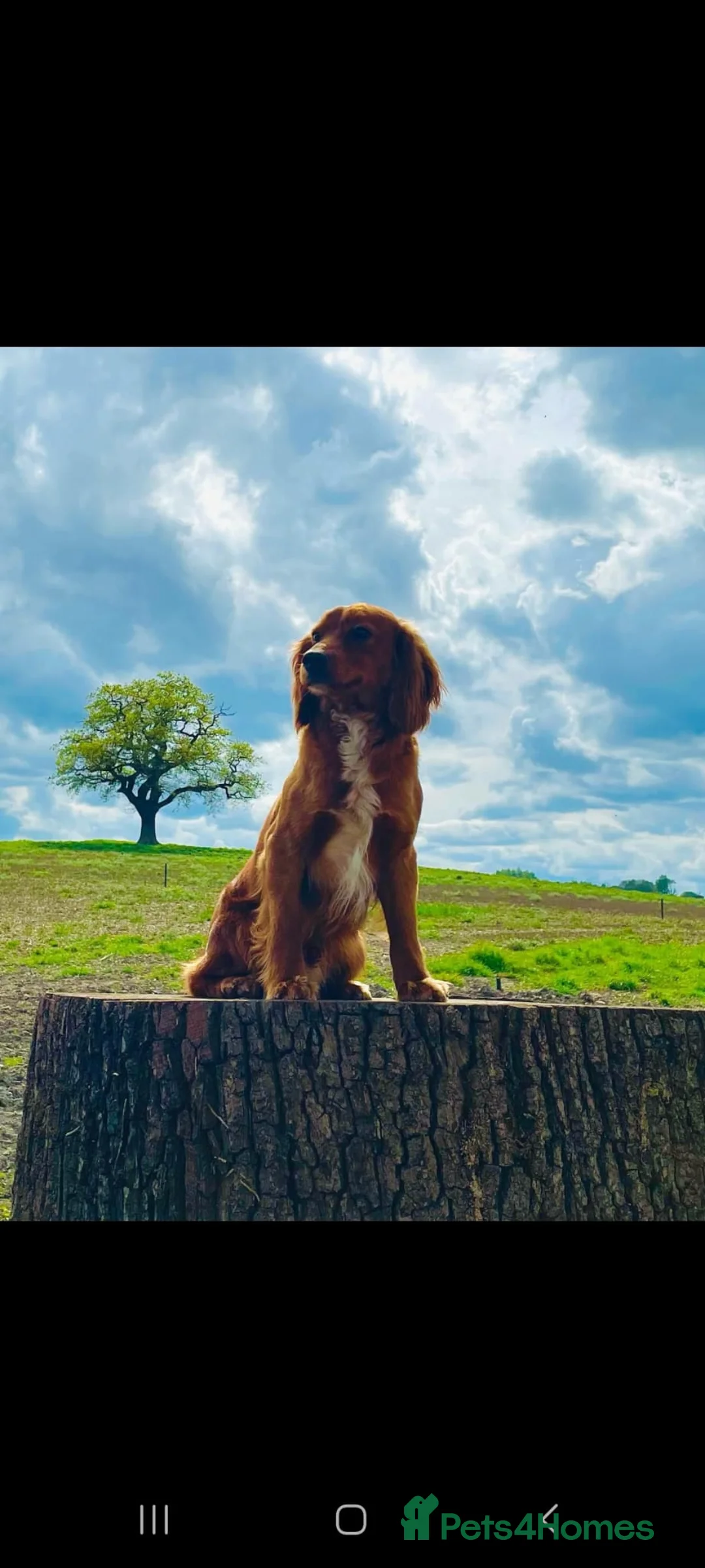 Cocker Spaniel dogs for sale: KC registered working cocker spaniel puppies - Advert 6