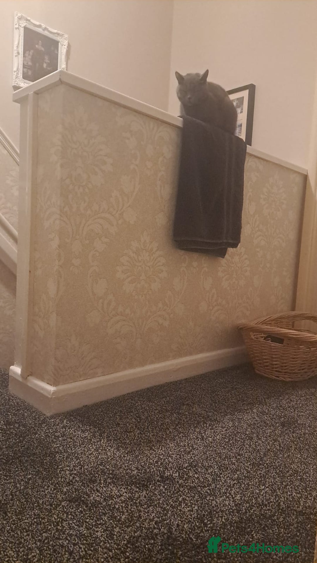 British Shorthair cats for sale: Beautiful British Shorthair Female - Advert 4